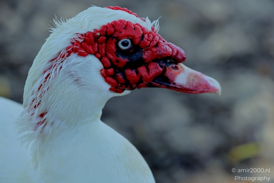 Domestic_Muscovy_duck_Birds_Photography_Nature_Photography_Canon_EOS_R5_Mark_II_2025_002.JPG