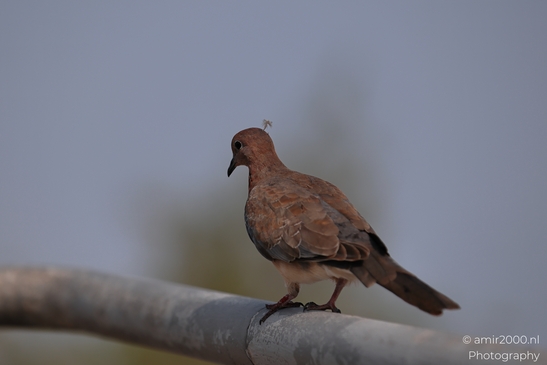Dove_On_Metal_Pole_With_Blurred_Background_Birds_Photography_nature_Photography_Canon_EOS_R5_Mark_II_2025_001.JPG
