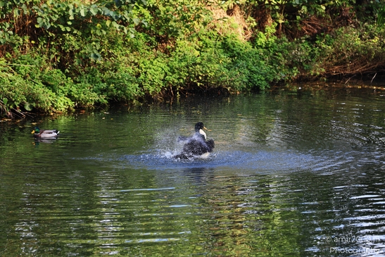 Duck_Displaying_On_Water_Amidst_Greenery_Birds_Photography_nature_Photography_Canon_EOS_R5_Mark_II_2025_001.JPG
