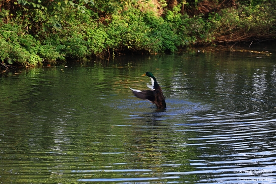 Duck_Displaying_On_Water_Amidst_Greenery_Birds_Photography_nature_Photography_Canon_EOS_R5_Mark_II_2025_002.JPG