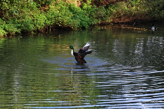 Duck_Displaying_On_Water_Amidst_Greenery_Birds_Photography_nature_Photography_Canon_EOS_R5_Mark_II_2025_003.JPG
