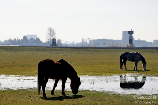 Dutch_horse_paard_horses_Animal_Photography_Nature_Photography_Canon_EOS_R5_Mark_II_2025_002.JPG