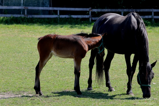 Dutch_horse_paard_horses_Animal_Photography_Nature_Photography_Canon_EOS_R5_Mark_II_2025_004.JPG
