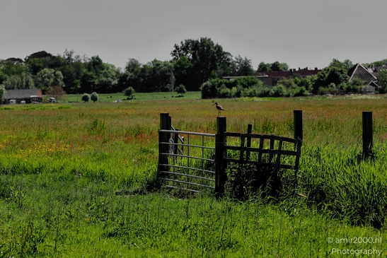 Dutch_landscape_cycling_Middenweg_BP_Nes_aan_de_Amstel_Amstelveen_Netherlands_Nature_Photography_Canon_EOS_R5_Mark_II_2025_003.JPG