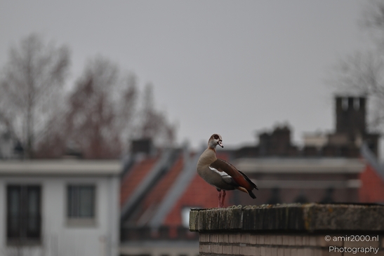 An Egyptian Goose stands on a rooftop chimney in Amsterdam during the cold season. - image from year 2025 #001
