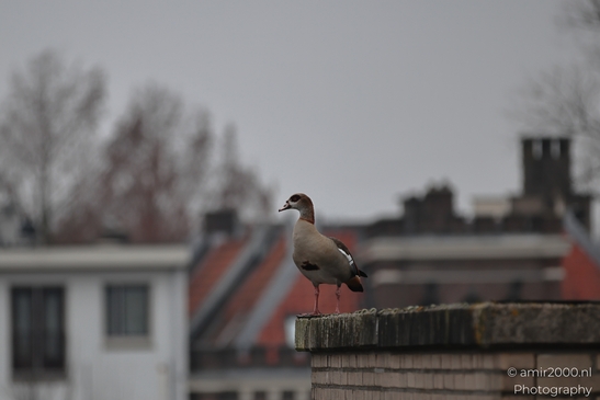 A duck stands vigilantly atop a rooftop in an Amsterdam neighborhood during the winter. - image from year 2025 #002