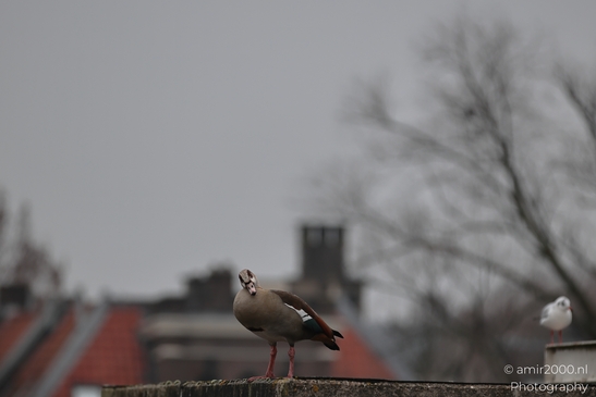 An Egyptian Goose stands vigilantly atop a rooftop in Amsterdam during the cold season. - image from year 2025 #003