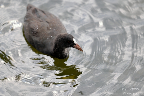 Eurasian_Coots_in_the_canals_of_Amsterdam_Birds_Photography_Nature_Photography_Canon_EOS_R5_Mark_II_2025_001.JPG