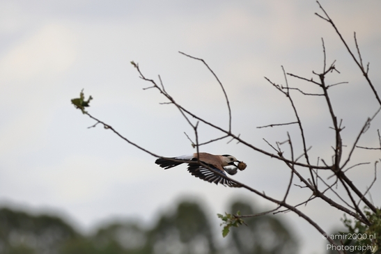 A Eurasian Jay is captured in mid-flight carrying a nut near bare branches. - image from year 2025 #001