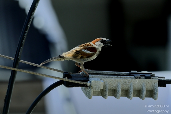 Eurasian_Tree_Sparrow_in_the_city_Birds_Photography_Nature_Photography_Canon_EOS_R5_Mark_II_2025_003.JPG