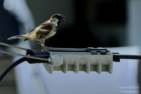 Eurasian_Tree_Sparrow_in_the_city_Birds_Photography_Nature_Photography_Canon_EOS_R5_Mark_II_2025_004.JPG