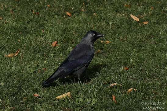 A black bird stands in a field of green grass in Birds Photography. . - image from year 2025 #001