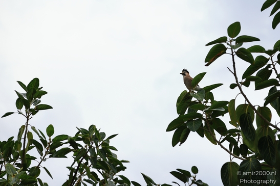 Eurasian_jay_perched_in_leafy_canopy_In_Park_Ariel_Sharon_Birds_Photography_nature_Photography_Canon_EOS_R5_Mark_II_2025_001.JPG
