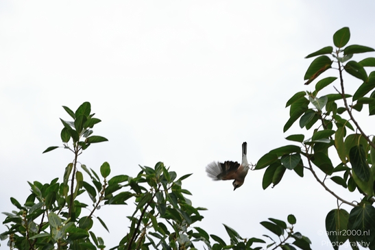 Eurasian_jay_perched_in_leafy_canopy_In_Park_Ariel_Sharon_Birds_Photography_nature_Photography_Canon_EOS_R5_Mark_II_2025_002.JPG