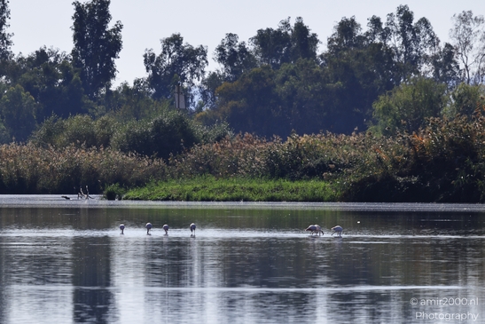 Flamingos_In_Watering_Hole_Wetland_In_Hula_Nature_Reserve_Birds_Photography_nature_Photography_Canon_EOS_R5_Mark_II_2025_001.JPG
