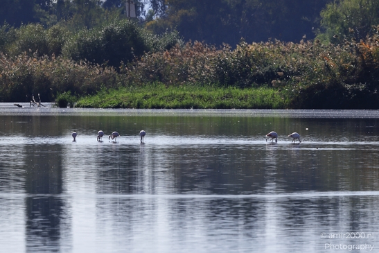 Flamingos_In_Watering_Hole_Wetland_In_Hula_Nature_Reserve_Birds_Photography_nature_Photography_Canon_EOS_R5_Mark_II_2025_002.JPG