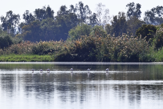 Flamingos_In_Watering_Hole_Wetland_In_Hula_Nature_Reserve_Birds_Photography_nature_Photography_Canon_EOS_R5_Mark_II_2025_003.JPG