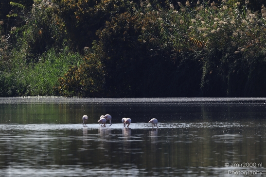 Flamingos_In_Watering_Hole_Wetland_In_Hula_Nature_Reserve_Birds_Photography_nature_Photography_Canon_EOS_R5_Mark_II_2025_004.JPG