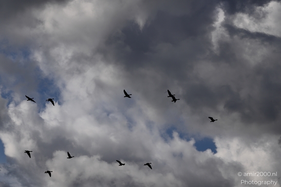 Flock_Of_Birds_In_Cloudy_Sky_Birds_Photography_Nature_Photography_Canon_EOS_R5_Mark_II_2025_001.JPG
