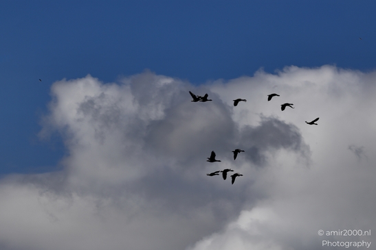 Flock_Of_Birds_In_Cloudy_Sky_Birds_Photography_Nature_Photography_Canon_EOS_R5_Mark_II_2025_002.JPG