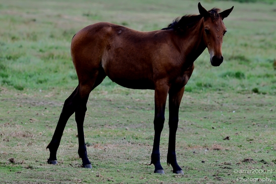 Foal_standing_and_walking_Animal_Photography_Nature_Photography_Canon_EOS_R5_Mark_II_2025_001.JPG