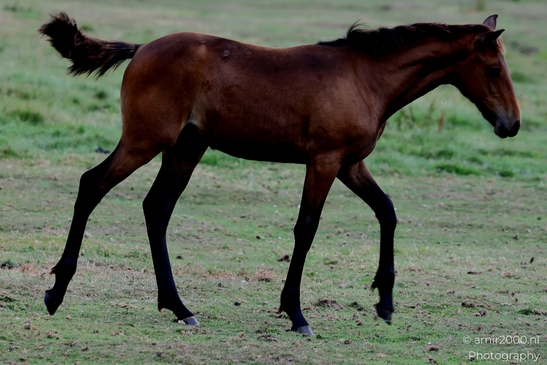 Foal_standing_and_walking_Animal_Photography_Nature_Photography_Canon_EOS_R5_Mark_II_2025_002.JPG