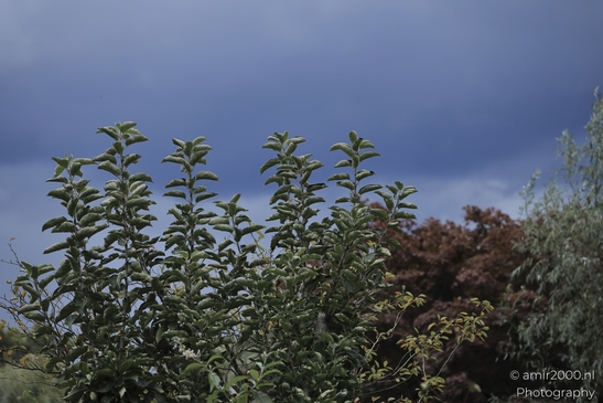 A tranquil garden scene in Noord-Holland, Netherlands, with shrubs and trees under a dramatic - image from year 2025 #001