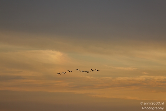 Geese_flock_against_sunset_skies_Birds_Photography_Nature_Photography_Canon_EOS_R5_Mark_II_2025_001.JPG