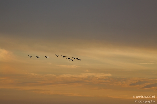 Geese_flock_against_sunset_skies_Birds_Photography_Nature_Photography_Canon_EOS_R5_Mark_II_2025_002.JPG