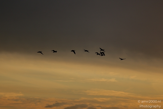 Geese_flock_against_sunset_skies_Birds_Photography_Nature_Photography_Canon_EOS_R5_Mark_II_2025_003.JPG