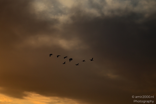 Geese_flock_against_sunset_skies_Birds_Photography_Nature_Photography_Canon_EOS_R5_Mark_II_2025_005.JPG
