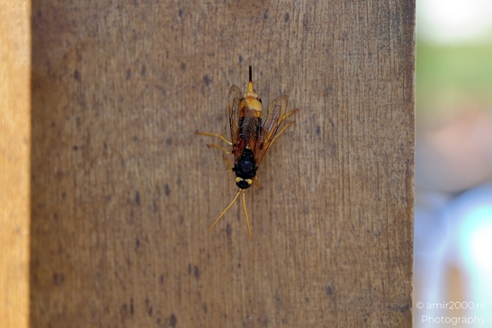 Giant_wood_wasp_On_Wooden_Surface_Animal_Photography_Nature_Photography_Canon_EOS_R5_Mark_II_2025_001.JPG
