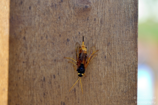 Giant_wood_wasp_On_Wooden_Surface_Animal_Photography_Nature_Photography_Canon_EOS_R5_Mark_II_2025_002.JPG