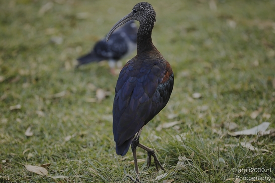 Glossy_Ibis_Walking_In_The_Park_Birds_Photography_nature_Photography_Canon_EOS_R5_Mark_II_2025_001.JPG
