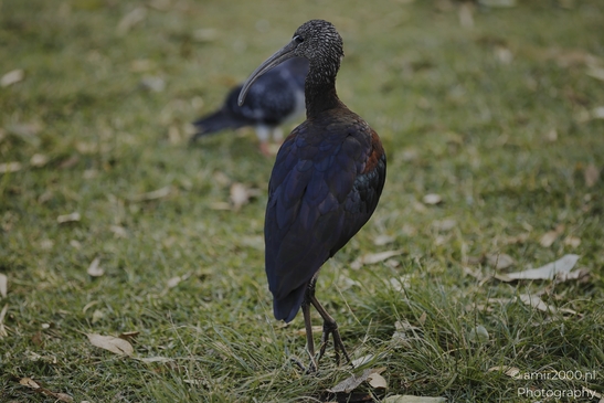 Glossy_Ibis_Walking_In_The_Park_Birds_Photography_nature_Photography_Canon_EOS_R5_Mark_II_2025_002.JPG