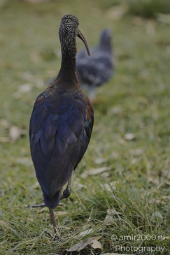 Glossy_Ibis_Walking_In_The_Park_Birds_Photography_nature_Photography_Canon_EOS_R5_Mark_II_2025_003.JPG
