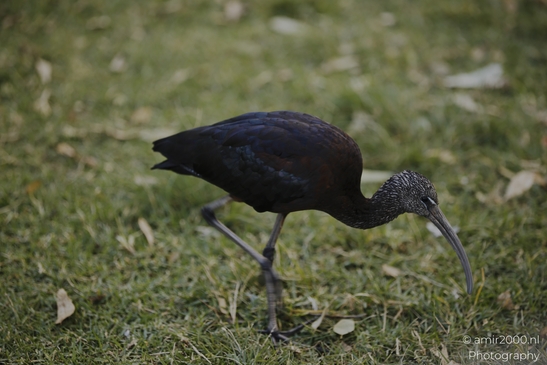 Glossy_Ibis_Walking_In_The_Park_Birds_Photography_nature_Photography_Canon_EOS_R5_Mark_II_2025_004.JPG