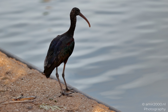 Glossy_Ibis_in_the_Park_Birds_Photography_Nature_Photography_Canon_EOS_R5_Mark_II_2025_001.JPG