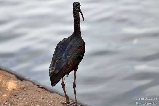 Glossy_Ibis_in_the_Park_Birds_Photography_Nature_Photography_Canon_EOS_R5_Mark_II_2025_003.JPG
