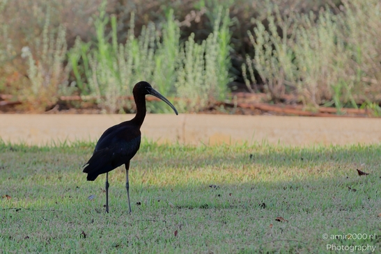 Glossy_Ibis_in_the_Park_Birds_Photography_Nature_Photography_Canon_EOS_R5_Mark_II_2025_006.JPG