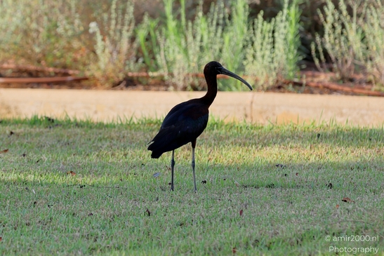 Glossy_Ibis_in_the_Park_Birds_Photography_Nature_Photography_Canon_EOS_R5_Mark_II_2025_007.JPG