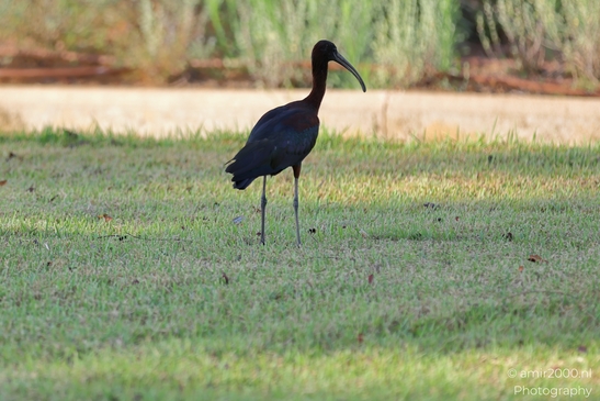 Glossy_Ibis_in_the_Park_Birds_Photography_Nature_Photography_Canon_EOS_R5_Mark_II_2025_008.JPG