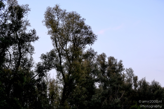 Golden_Hour_at_Waterkeringpad_Diemen_Netherlands_Nature_Photography_Canon_EOS_R5_Mark_II_2025_004.JPG