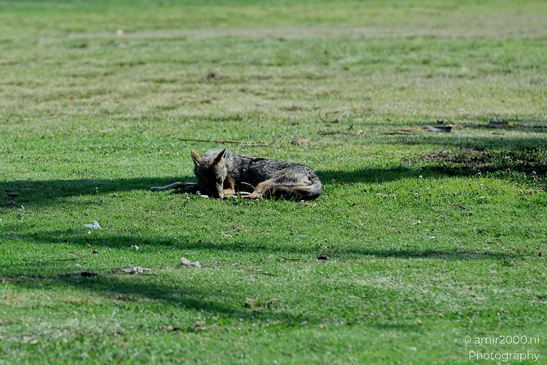 Golden_Jackal_in_Tel_Aviv_Animal_Photography_Nature_Photography_Canon_EOS_R5_Mark_II_2025_001.JPG