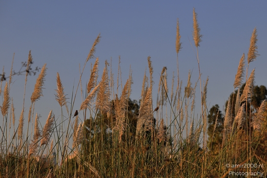 Golden_Reeds_And_A_Songbird_At_Sunset_In_Ariel_Sharon_Park_Birds_Photography_nature_Photography_Canon_EOS_R5_Mark_II_2025_001.JPG