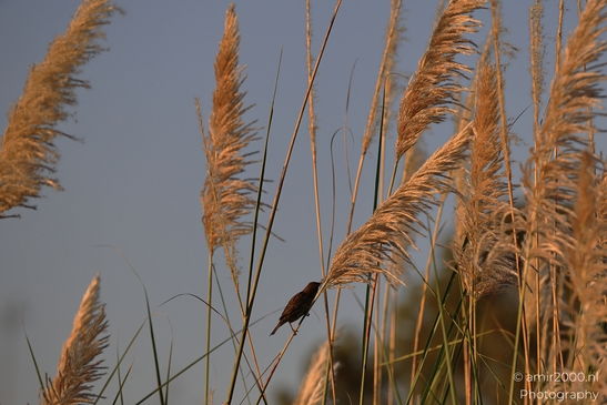 Golden_Reeds_And_A_Songbird_At_Sunset_In_Ariel_Sharon_Park_Birds_Photography_nature_Photography_Canon_EOS_R5_Mark_II_2025_002.JPG