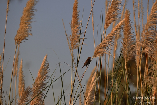 Golden_Reeds_And_A_Songbird_At_Sunset_In_Ariel_Sharon_Park_Birds_Photography_nature_Photography_Canon_EOS_R5_Mark_II_2025_003.JPG