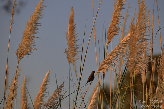 Golden_Reeds_And_A_Songbird_At_Sunset_In_Ariel_Sharon_Park_Birds_Photography_nature_Photography_Canon_EOS_R5_Mark_II_2025_004.JPG