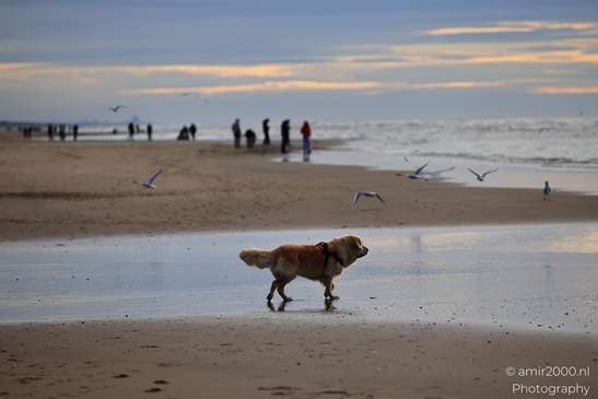 Golden_Retriever_On_Beach_At_Sunset_Zandvoort_Beach_Animal_Photography_nature_Photography_Canon_EOS_R5_Mark_II_2025_001.JPG