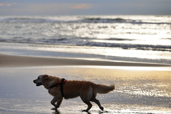 Golden_Retriever_On_Beach_At_Sunset_Zandvoort_Beach_Animal_Photography_nature_Photography_Canon_EOS_R5_Mark_II_2025_002.JPG